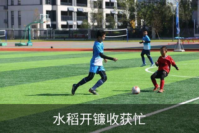 水稻开镰收获忙